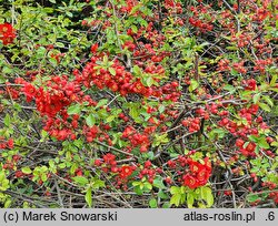 Chaenomeles ×superba Nicoline