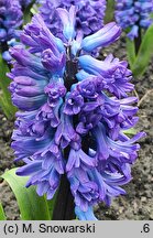 Hyacinthus orientalis Delft Blue