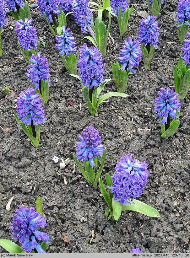 Hyacinthus orientalis Delft Blue