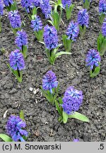 Hyacinthus orientalis Delft Blue