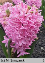 Hyacinthus orientalis Fondant