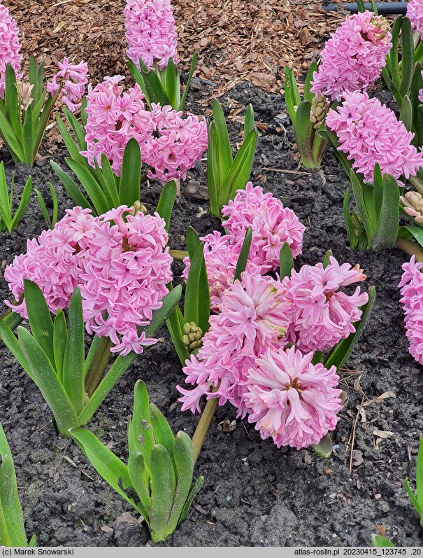Hyacinthus orientalis Fondant