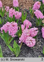Hyacinthus orientalis Fondant