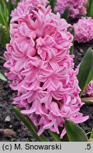 Hyacinthus orientalis Fondant