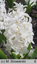 Hyacinthus orientalis Carnegie