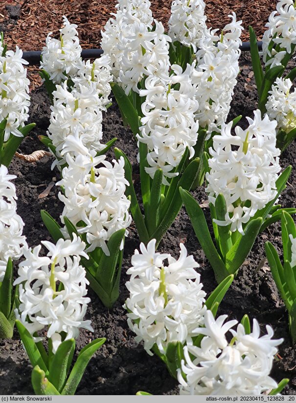 Hyacinthus orientalis Carnegie
