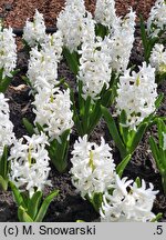 Hyacinthus orientalis Carnegie