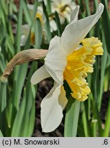 Narcissus Slim Whitman