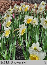 Narcissus Slim Whitman