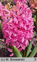 Hyacinthus orientalis Pink Pearl