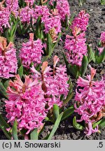 Hyacinthus orientalis Pink Pearl