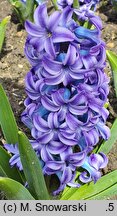 Hyacinthus orientalis Aqua