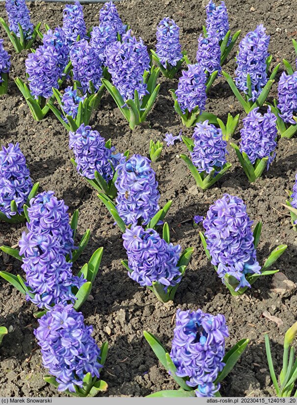 Hyacinthus orientalis Aqua