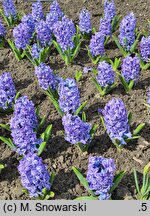 Hyacinthus orientalis Aqua