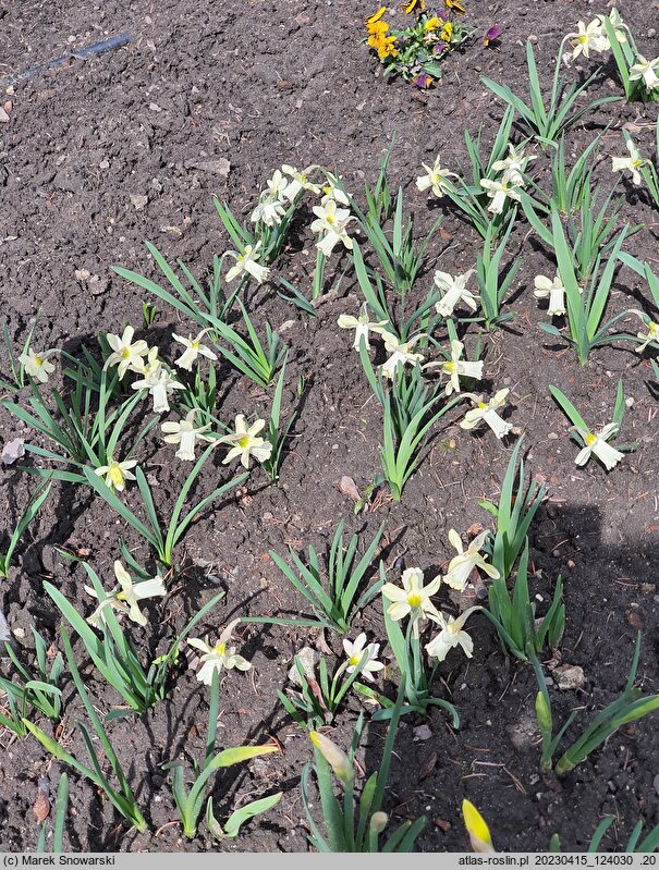 Narcissus Ice Baby