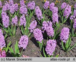 Hyacinthus orientalis Splendid Cornelia