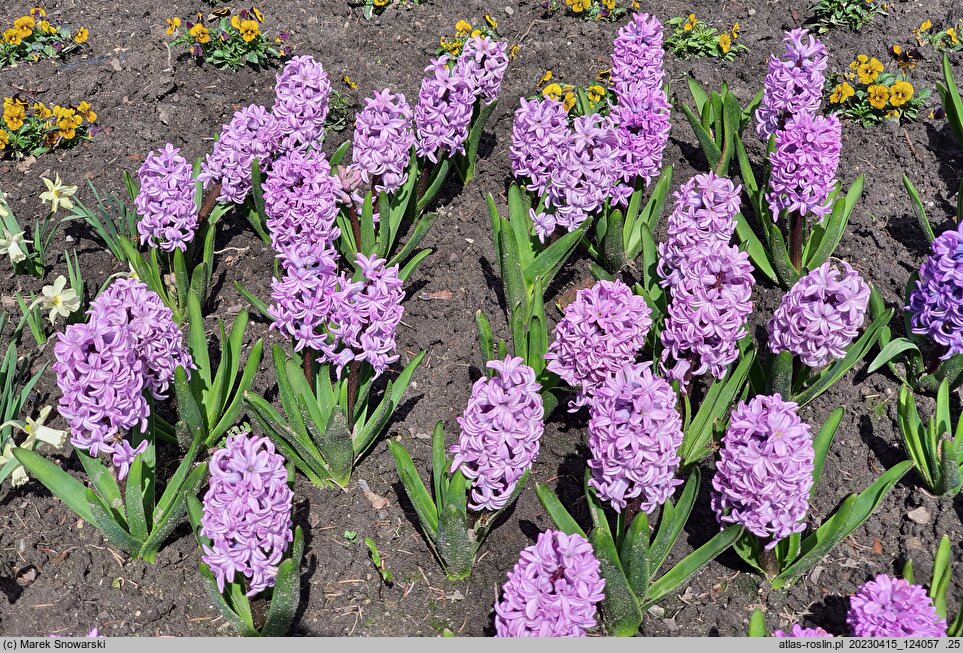 Hyacinthus orientalis Splendid Cornelia