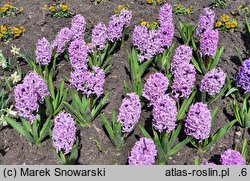 Hyacinthus orientalis Splendid Cornelia