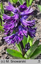 Hyacinthus orientalis Dark Dimension
