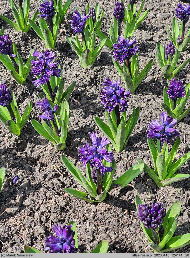 Hyacinthus orientalis Dark Dimension