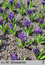 Hyacinthus orientalis Dark Dimension