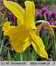 Narcissus Carlton