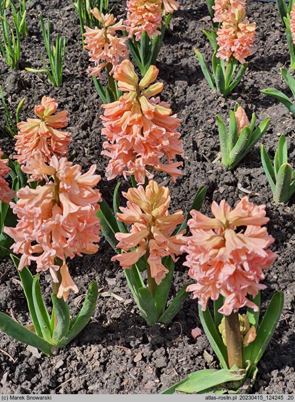Hyacinthus orientalis Gipsy Queen