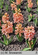 Hyacinthus orientalis Gipsy Queen