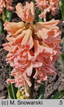 Hyacinthus orientalis Gipsy Queen
