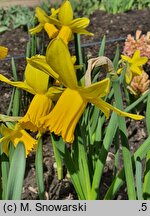 Narcissus February Gold