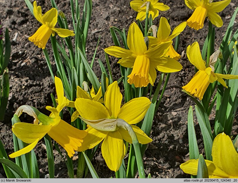 Narcissus February Gold
