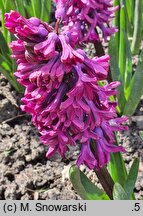 Hyacinthus orientalis Woodstock