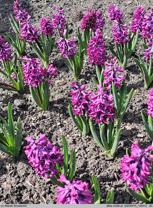 Hyacinthus orientalis Woodstock