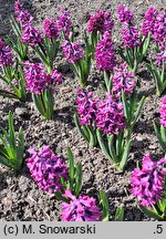 Hyacinthus orientalis Woodstock