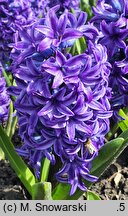 Hyacinthus orientalis Blue Jacket