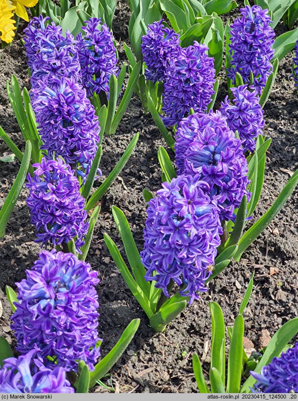 Hyacinthus orientalis Blue Jacket