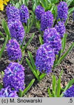Hyacinthus orientalis Blue Jacket