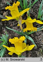 Narcissus Dutch Master