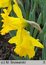 Narcissus Dutch Master