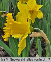 Narcissus Dutch Master