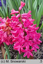 Hyacinthus orientalis Jan Bos