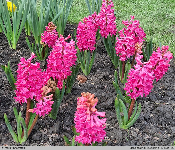 Hyacinthus orientalis Jan Bos