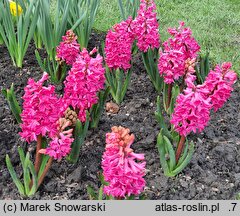 Hyacinthus orientalis Jan Bos