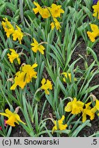 Narcissus Golden Harvest