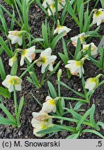 Narcissus British Gamble
