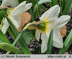 Narcissus British Gamble