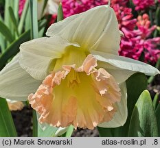 Narcissus British Gamble