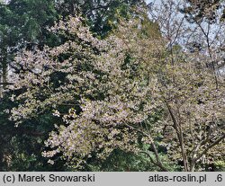 Prunus subhirtella (wiśnia różowa)