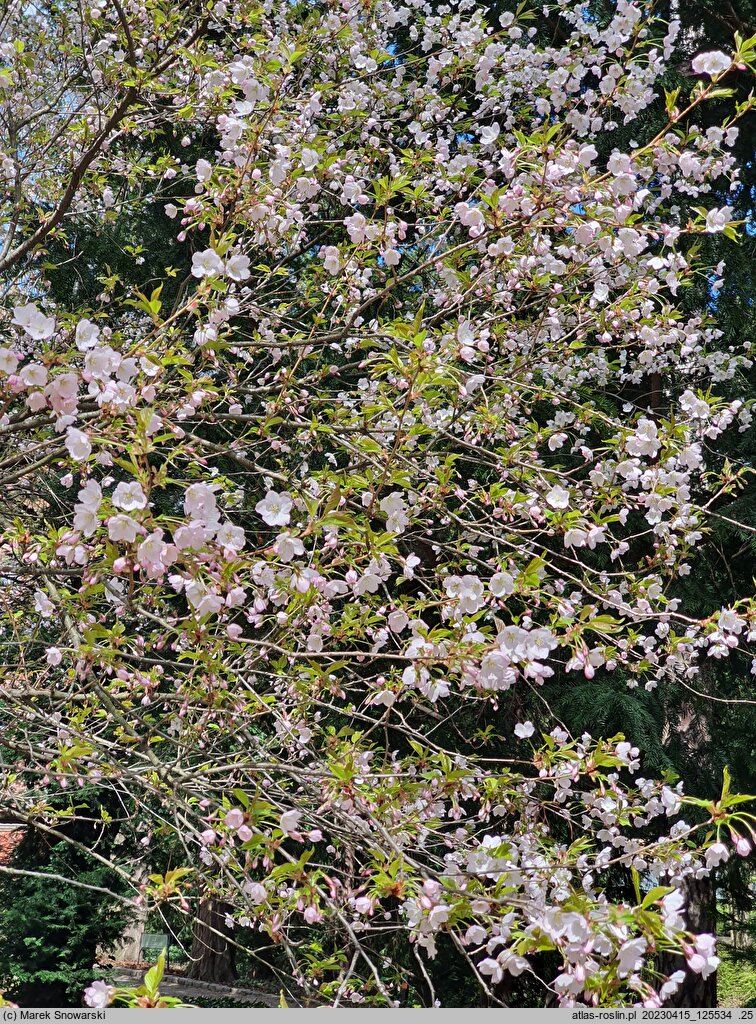 Prunus subhirtella (wiśnia różowa)