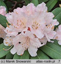 Rhododendron hort. Jacksonii